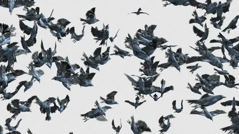 Crow, Bird, Bat, 3D Render, With Alpha Channel Stock Footage 242870655