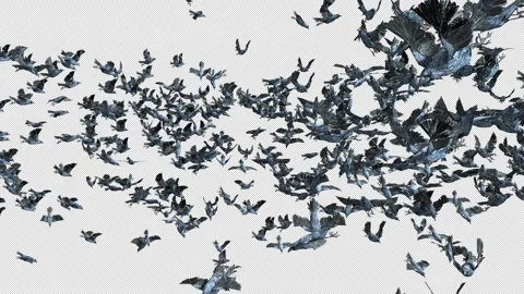 Crow, Bird, Bat, 3D Render, With Alpha Channel Video stock 243028741