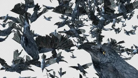 Crow, Bird, Bat, 3D Render, With Alpha Channel Stock Footage 243028783