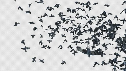 Crow, Bird, Bat, 3D Render, With Alpha Channel Stock Footage 243382203