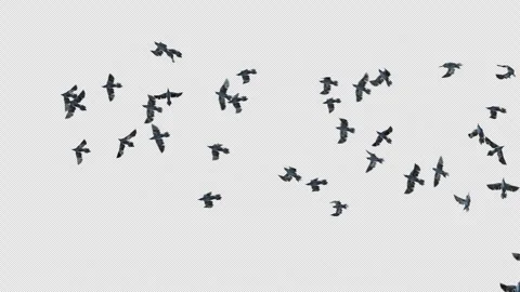 Crow, Bird, Bat, 3D Render, With Alpha Channel Stock Footage 243443463