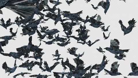 Crow, Bird, Bat, 3D Render, With Alpha Channel Stock Footage 243444446