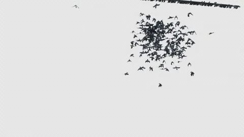 Crow, Bird, Bat, 3D Render, With Alpha Channel Stock Footage 243444532