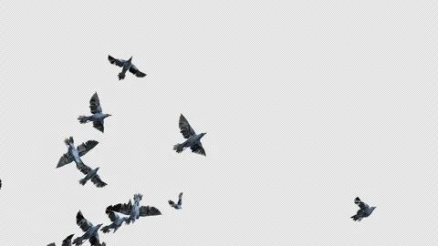 Crow, Bird, Bat, 3D Render, With Alpha Channel Video stock 243444594