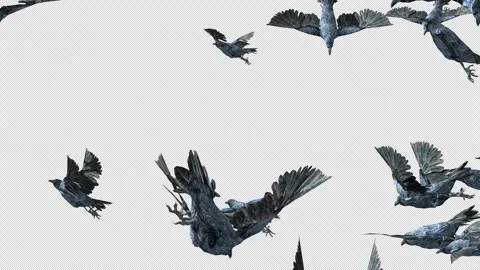 Crow, Bird, Bat, 3D Render, With Alpha Channel Stock Footage 243444802