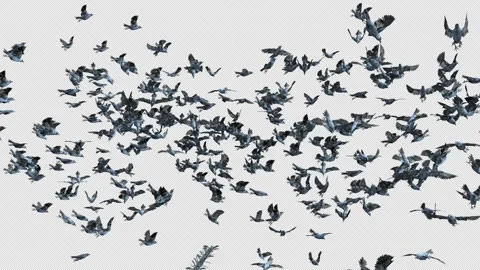 Crow, Bird, Bat, 3D Render, With Alpha Channel Stock Footage 243444813