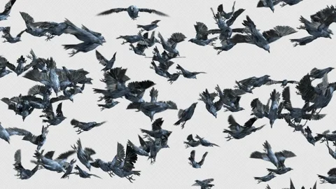 Crow, Bird, Bat, 3D Render, With Alpha Channel Stock Footage 243445299