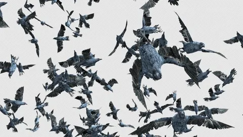 Crow, Bird, Bat, 3D Render, With Alpha Channel Stock Footage 244102678