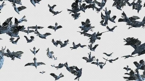 Crow, Bird, Bat, 3D Render, With Alpha Channel Stock Footage 244155348