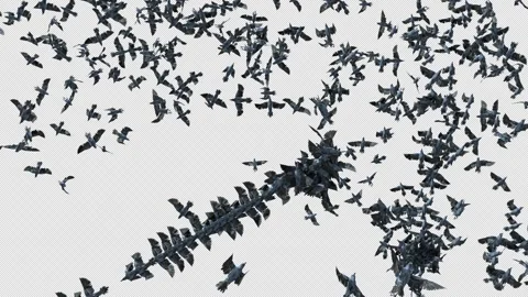 Crow, Bird, Bat, 3D Render, With Alpha Channel Stock Footage 244155382