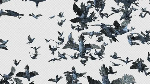 Crow, Bird, Bat, 3D Render, With Alpha Channel Stock Footage 244155507