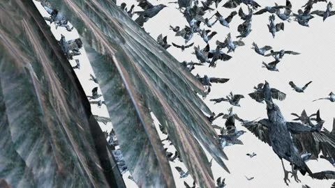 Crow, Bird, Bat, 3D Render, With Alpha Channel Stock Footage 244155617