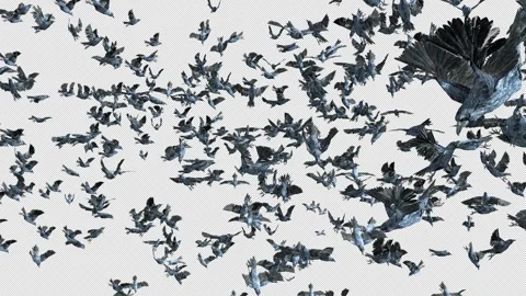 Crow, Bird, Bat, 3D Render, With Alpha Channel Video stock 244156639