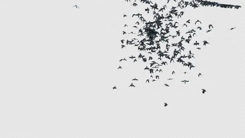 Crow, Bird, Bat, 3D Render, With Alpha Channel Stock Footage 244668499