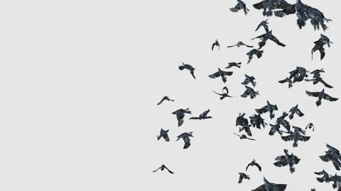 Crow, Bird, Bat, 3D Render, With Alpha Channel Stock Footage 244668807