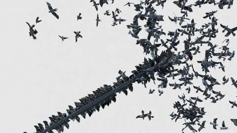 Crow, Bird, Bat, 3D Render, With Alpha Channel Stock Footage 244670863