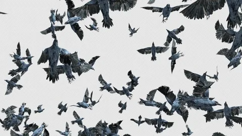 Crow, Bird, Bat, 3D Render, With Alpha Channel Stock Footage 244670881