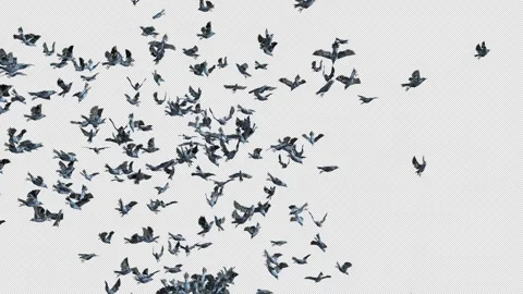 Crow, Bird, Bat, 3D Render, With Alpha Channel Stock Footage 244691529