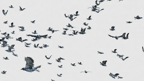 Crow, Bird, Bat, 3D Render, With Alpha Channel Stock Footage 245384866