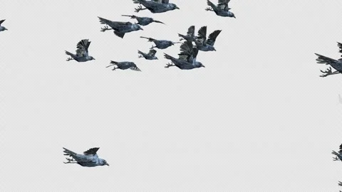 Crow, Bird, Bat, 3D Render, With Alpha Channel Stock Footage 245385492