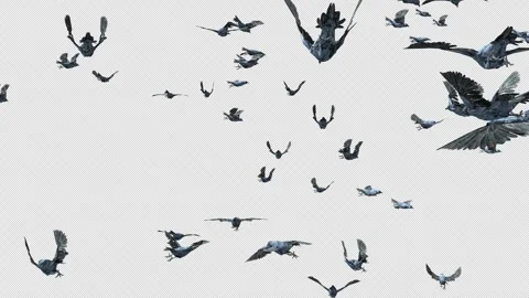 Crow, Bird, Bat, 3D Render, With Alpha Channel Video stock 245385843