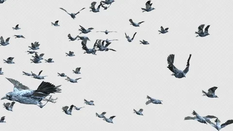 Crow, Bird, Bat, 3D Render, With Alpha Channel Video stock 245386046