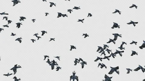 Crow, Bird, Bat, 3D Render, With Alpha Channel Stock Footage 245386796