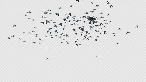 Crow, Bird, Bat, 3D Render, With Alpha Channel Stock Footage 245387182