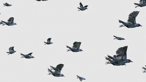 Crow, Bird, Bat, 3D Render, With Alpha Channel Video stock 246144578
