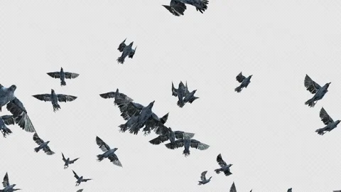 Crow, Bird, Bat, 3D Render, With Alpha Channel Stock Footage 246144715