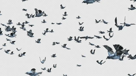 Crow, Bird, Bat, 3D Render, With Alpha Channel Stock Footage 246144813