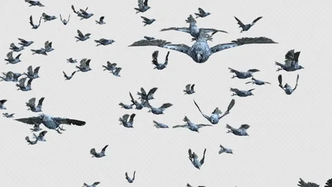 Crow, Bird, Bat, 3D Render, With Alpha Channel Stock Footage 246144918