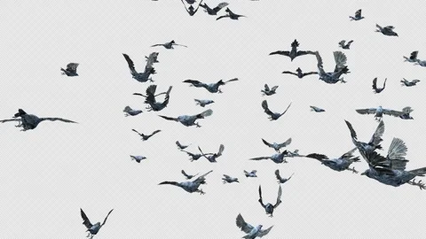 Crow, Bird, Bat, 3D Render, With Alpha Channel Stock Footage 246145368