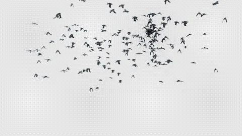 Crow, Bird, Bat, 3D Render, With Alpha Channel Stock Footage 246145459