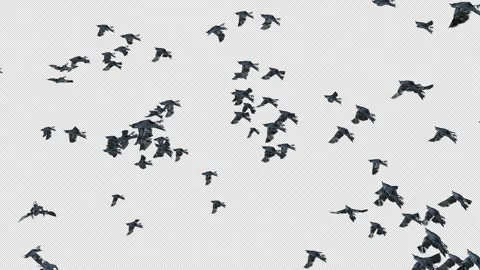 Crow, Bird, Bat, 3D Render, With Alpha Channel Stock Footage 246165700