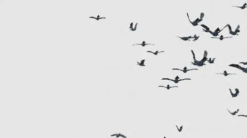 Crow, Bird, Bat, 3D Render, With Alpha Channel Video stock 246705133