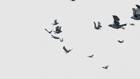 Crow, Bird, Bat, 3D Render, With Alpha Channel Stock Footage 246705164
