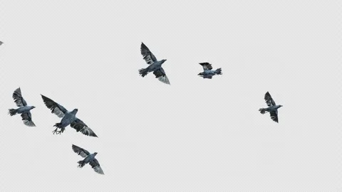 Crow, Bird, Bat, 3D Render, With Alpha Channel Video stock 246705165