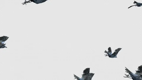 Crow, Bird, Bat, 3D Render, With Alpha Channel Stock Footage 246705344