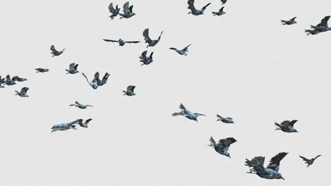 Crow, Bird, Bat, 3D Render, With Alpha Channel Stock Footage 246705683