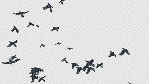 Crow, Bird, Bat, 3D Render, With Alpha Channel Video stock 246706108