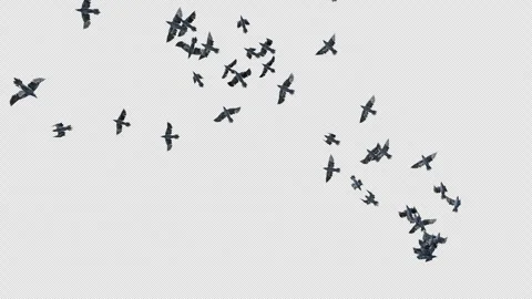 Crow, Bird, Bat, 3D Render, With Alpha Channel Video stock 246709257