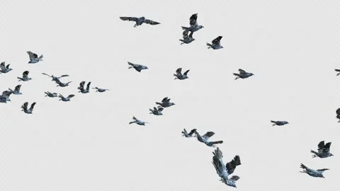 Crow, Bird, Bat, 3D Render, With Alpha Channel Stock Footage 246709267
