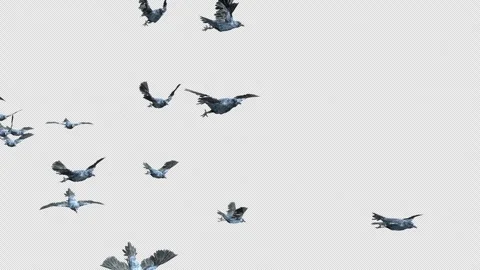 Crow, Bird, Bat, 3D Render, With Alpha Channel Stock Footage 246709408