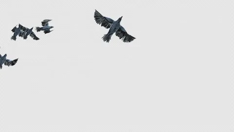 Crow, Bird, Bat, 3D Render, With Alpha Channel Stock Footage 246709417