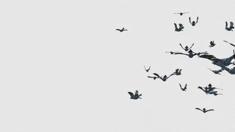 Crow, Bird, Bat, 3D Render, With Alpha Channel Stock Footage 246709420