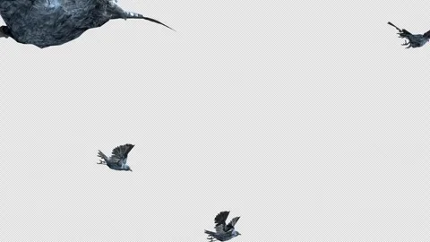 Crow, Bird, Bat, 3D Render, With Alpha Channel Stock Footage 246709421
