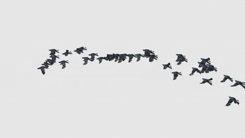 Crow, Bird, Bat, 3D Render, With Alpha Channel Stock Footage 247728285