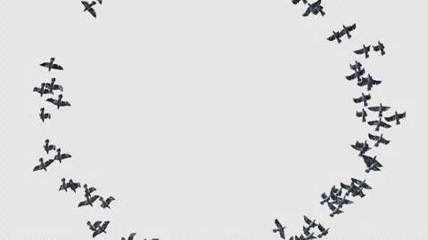 Crow, Bird, Bat, 3D Render, With Alpha Channel Stock Footage 247728623