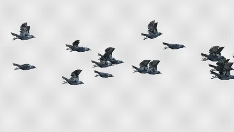 Crow, Bird, Bat, 3D Render, With Alpha Channel Stock Footage 247728729